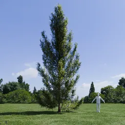 Pine tree - Pinus Flexilis Animated