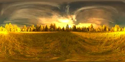 Golden forest, low sun