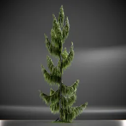 Tree Weeping Nootka Animated