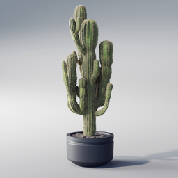 Detailed Blender 3D model of a tall, multi-armed cactus in a pot for indoor nature scenes