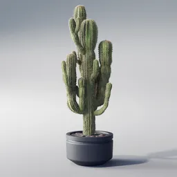 Cactus