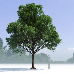 Mango Tree