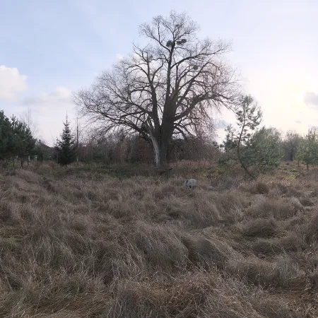Dry Meadow