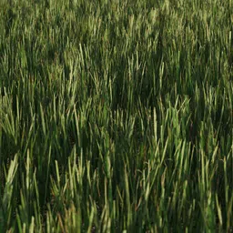 Realistic 3D grass model for Blender with detailed textures, perfect for natural scenes and environmental rendering.