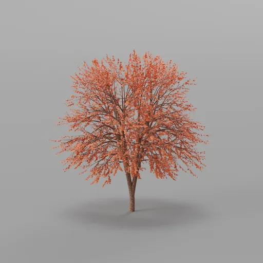 Maple Autumn Tree