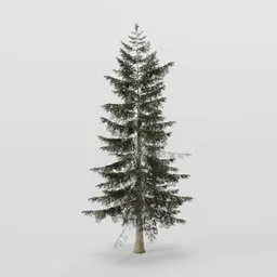 Young Spruce Tee