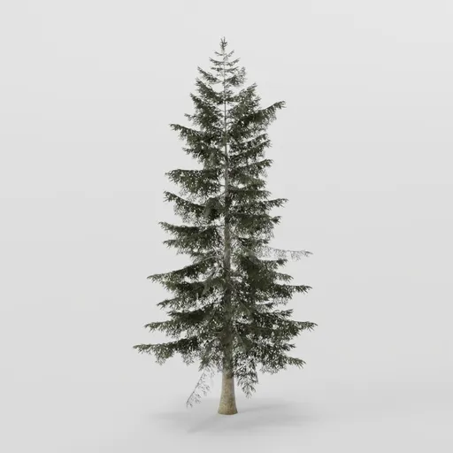 Young Spruce Tee