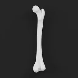Human Femur