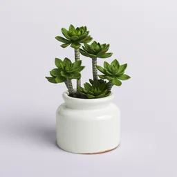 Succulent in Crackled Ceramic Pot