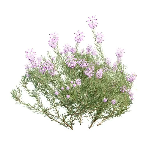 Wild Erica Multiflora Bruyere Fiche