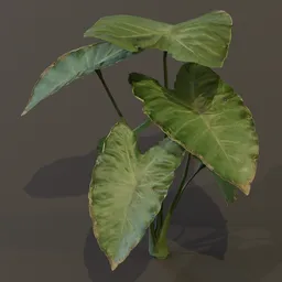 Elephant Ear Taro Plant Tall