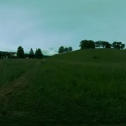 Green meadow late afternoon