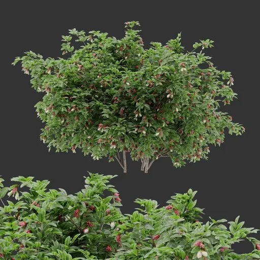Flowering bush Plant