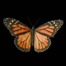 Realistic Butterfly