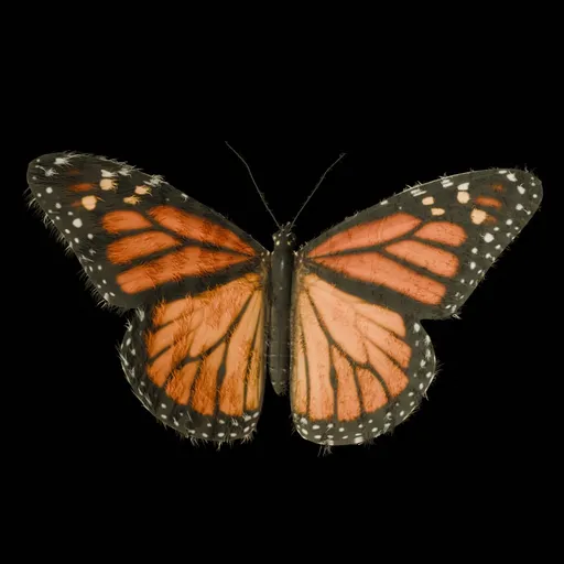 Realistic Butterfly