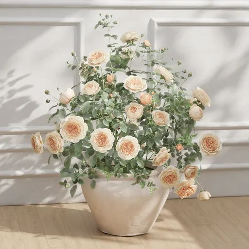 Blush Garden Roses