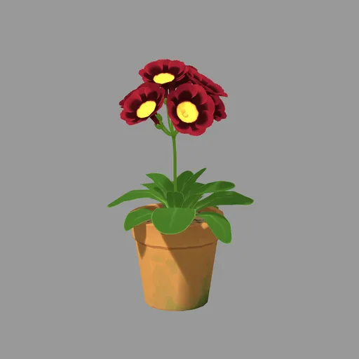 Primula Auricula flower