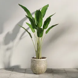 Tropical  Potted Plant