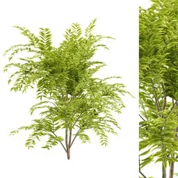 simple bush plant