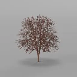 Maple Autumn Tree