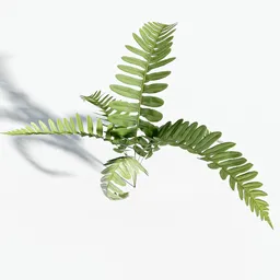 Low-poly photo-scanned 3D fern model with realistic 1k PBR textures and translucent leaves, ideal for Blender environments.