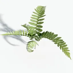 Forest Fern