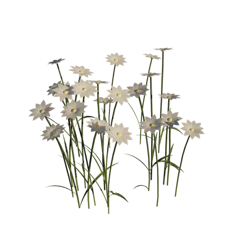 Wild White Flower Patch