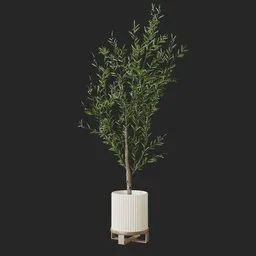 Olive Plant
