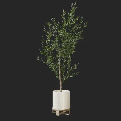 Olive Plant
