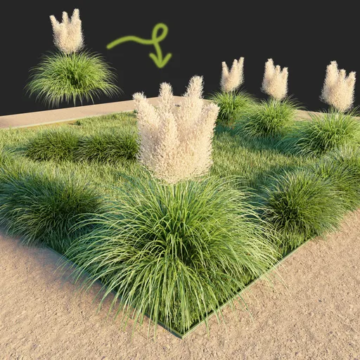 Pampas Grass