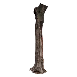 Cinnamomum burmannii Trunk