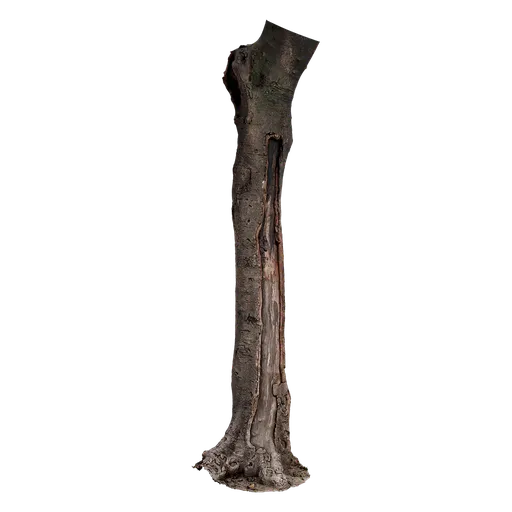 Cinnamomum burmannii Trunk