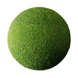Carabao Grass
