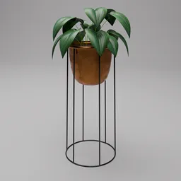 Tall Hosta