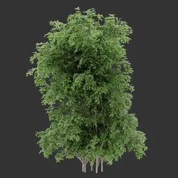 Vertical bush Plant
