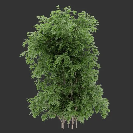 Vertical bush Plant