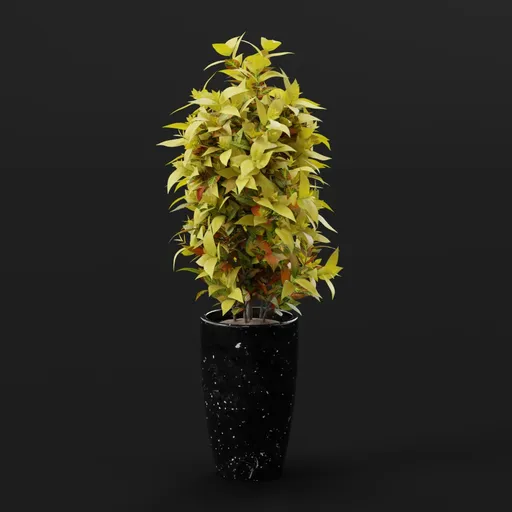 Plant