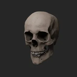 Highly detailed 3D skull model optimized for Blender, showcasing anatomical structure and teeth details.
