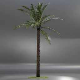 Dactylifera Palm Tree animated