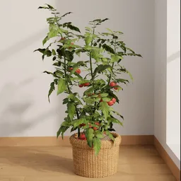 Potted Tomato Plant
