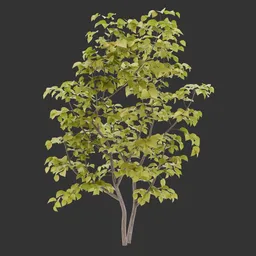 Bush Autumn Plant AQ