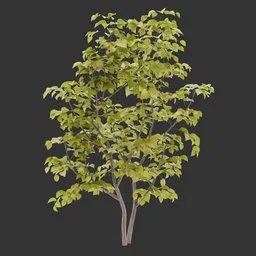 Bush Autumn Plant