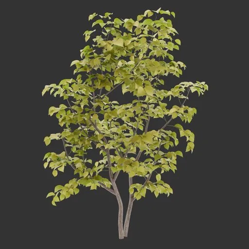 Bush Autumn Plant
