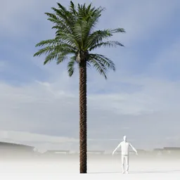 Dactylifera Palm Tree