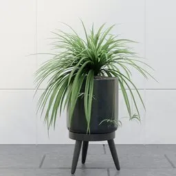 Spider Plant