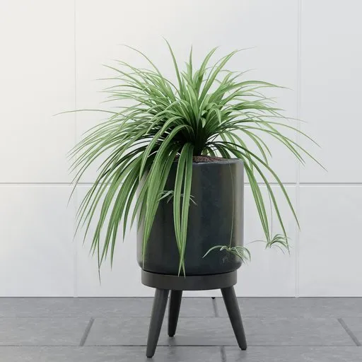 Spider Plant
