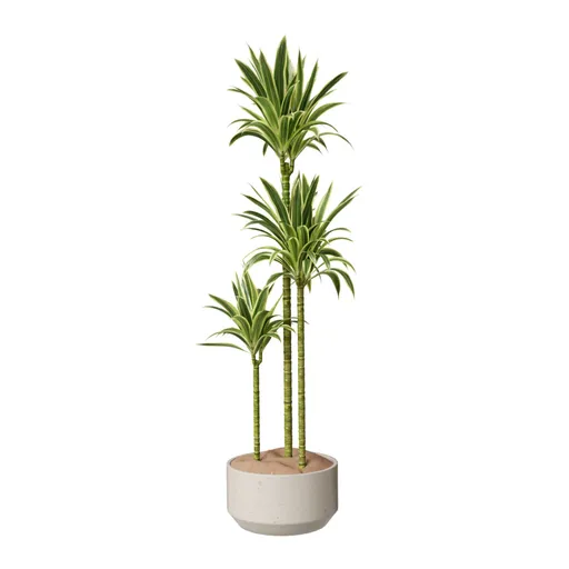 House Plant Lemon Lime
