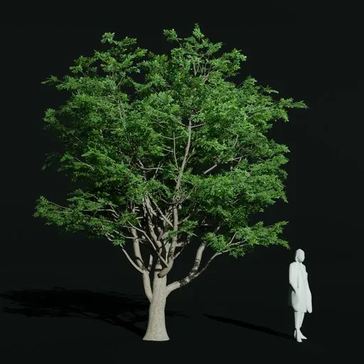 Gumbo Limbo Elder