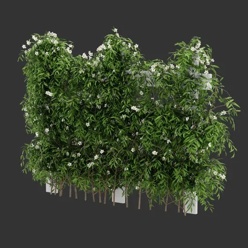 Flowering Divider Fence Climber Plant