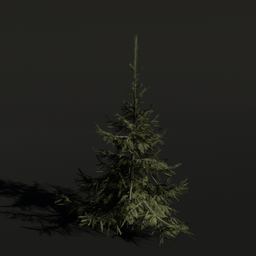 Tree SpruceSiberian d1
